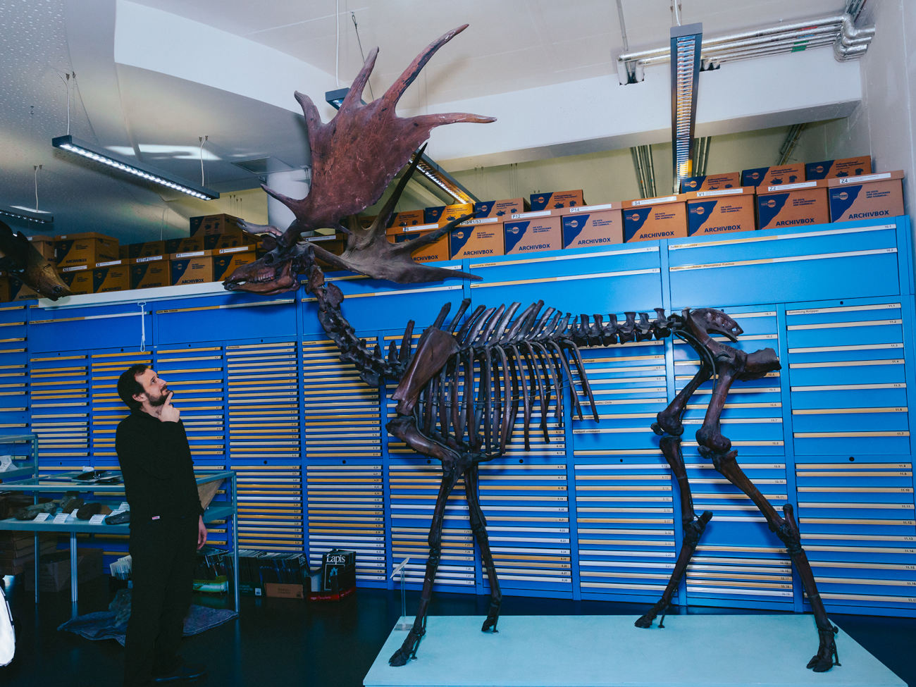 The skeleton of a giant deer stands in front of a blue cupboard. A person looks up at the deer's head.