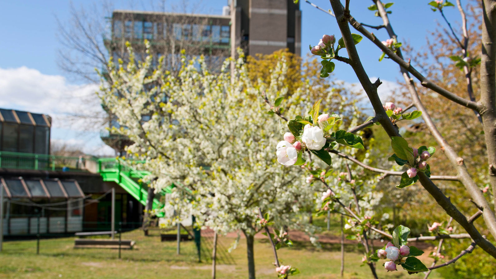 The orchard behind the Sportturm Building