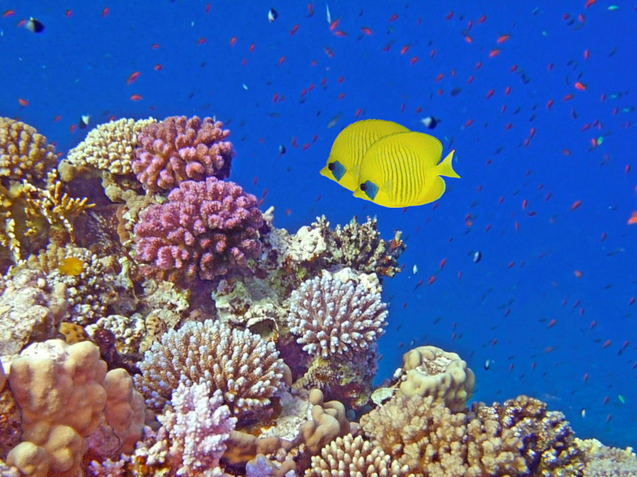 A photo of a coral reef with bluecheek butterflyfish.