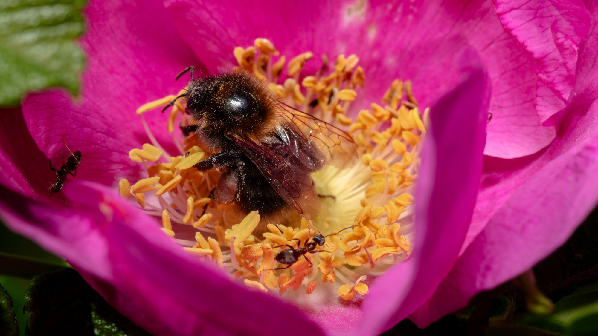 A bee sits on a pink blossom.