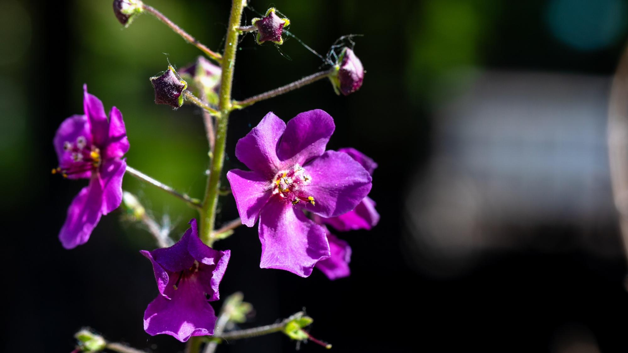 A flower with small pink blossoms.