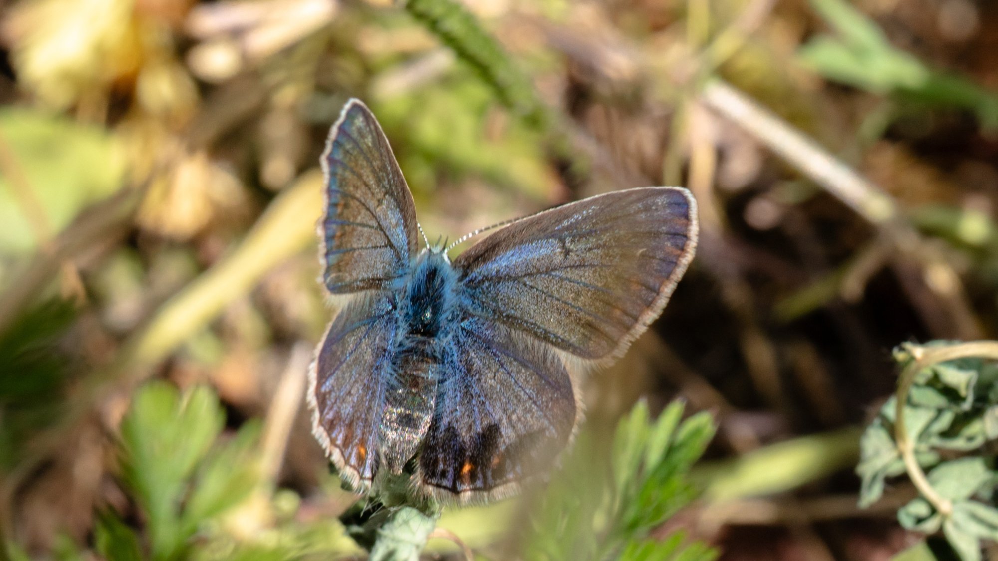 A small blue-brown butterfly.