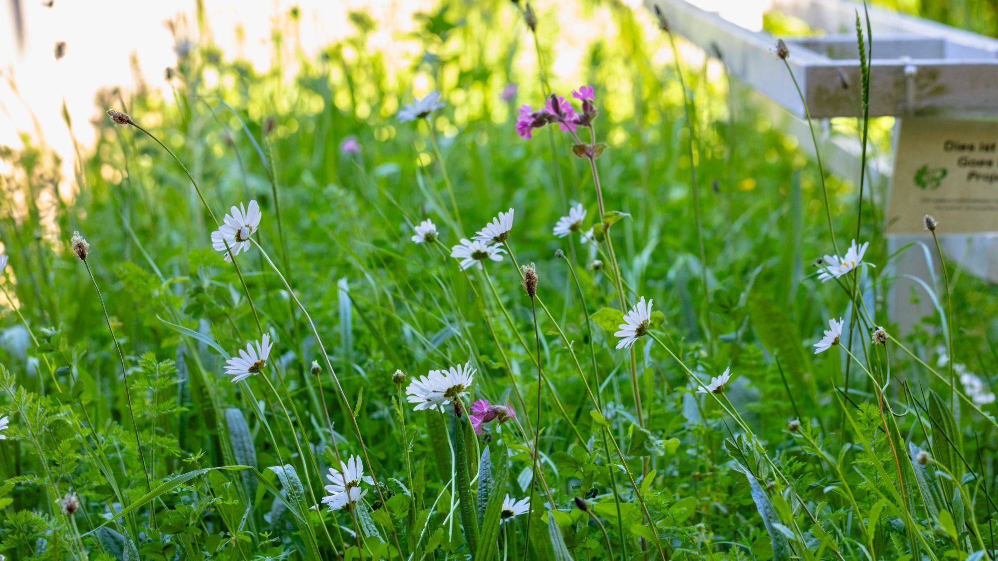 A rectangular raised bed with white and pink blossoms.