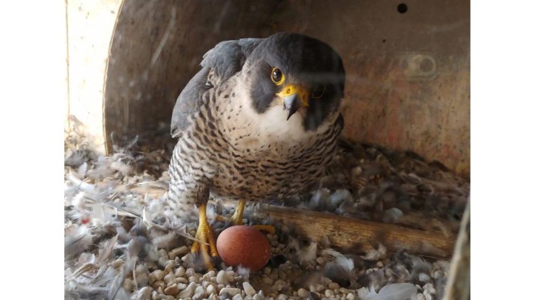 A peregrine falcon broods in its nest.