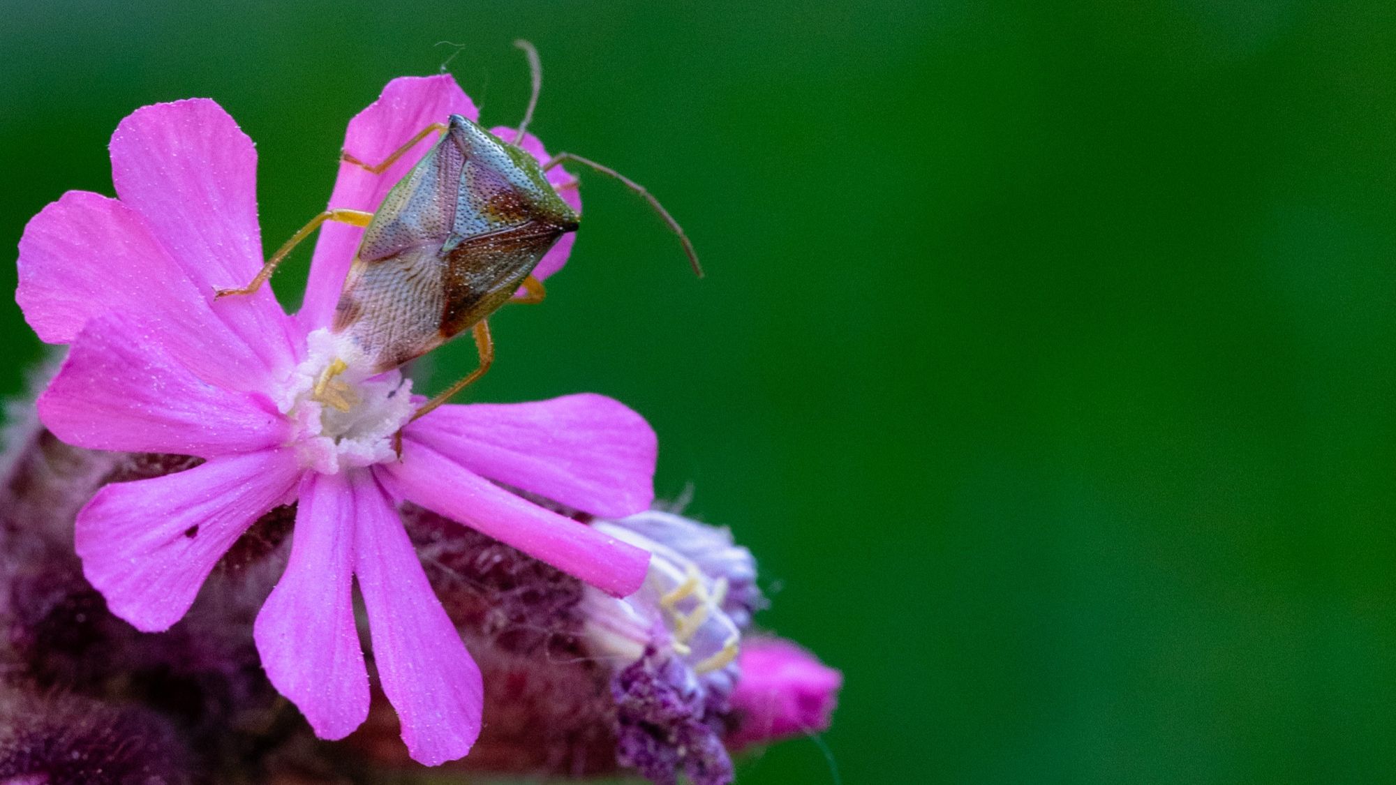 A green-brown patterned bug sits on a pink blossom.