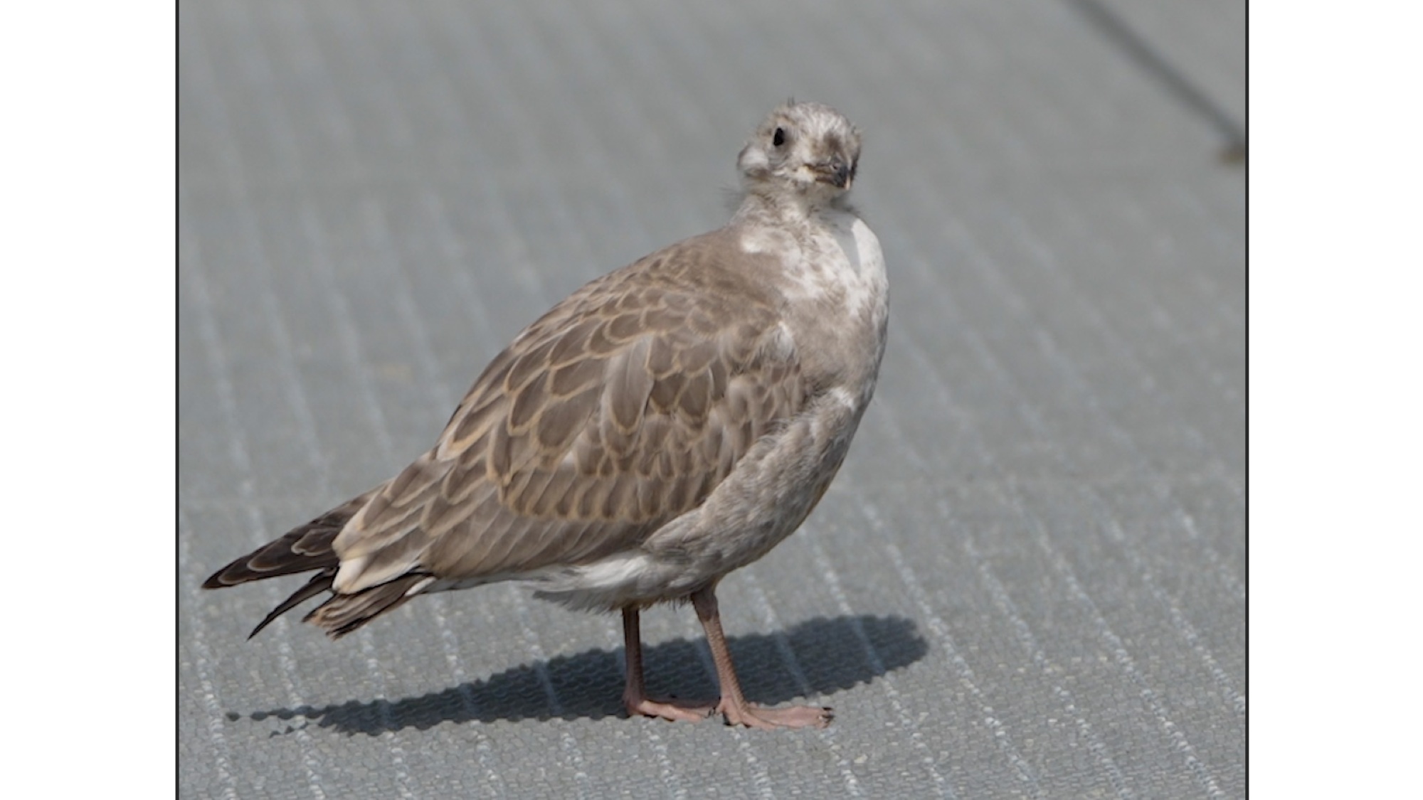 A young, brown-speckled gull.
