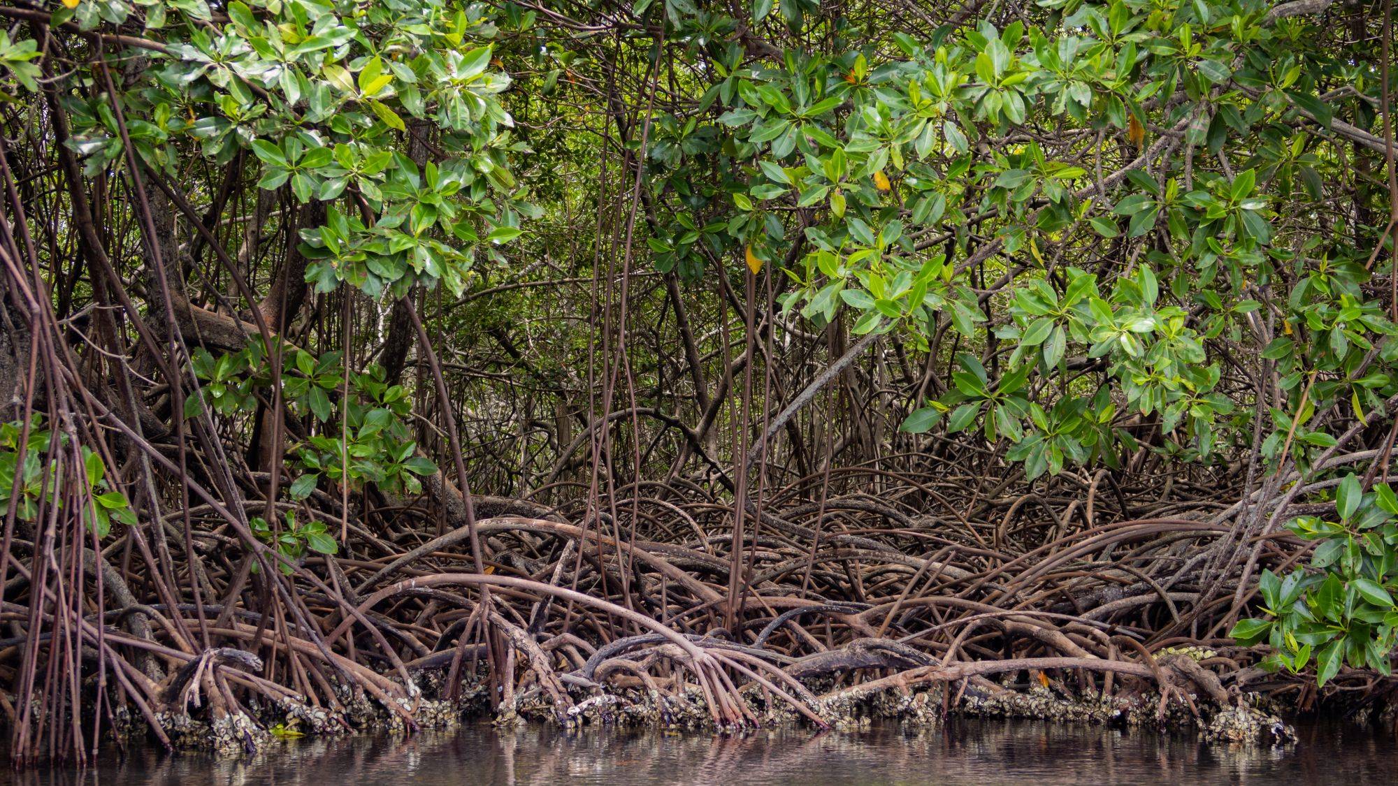Mangroves rooted in water 