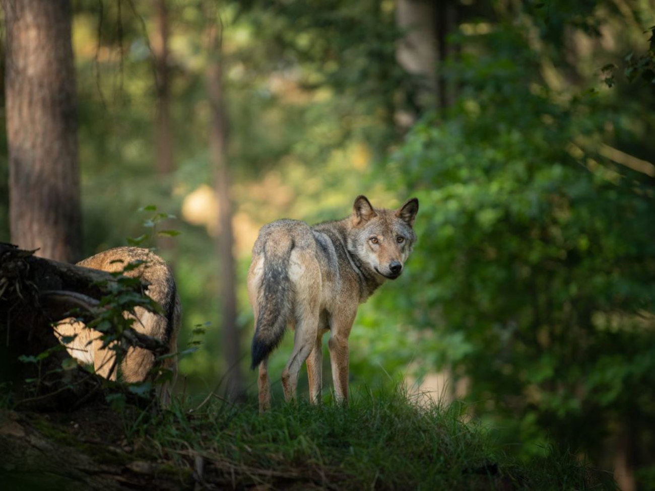 Wolf im Wald