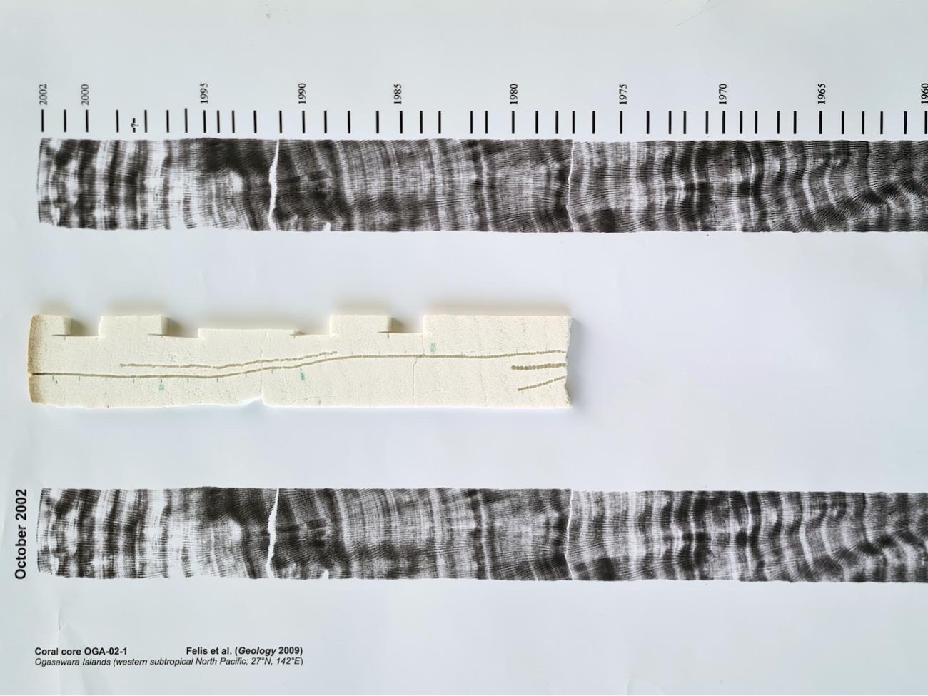 Scheibe von einem Korallenbohrkern aus 2022 umschlossen von zwei Röntgenaufnahmen, mit den jeweiligen Zeitabständen der Jahresbänder.