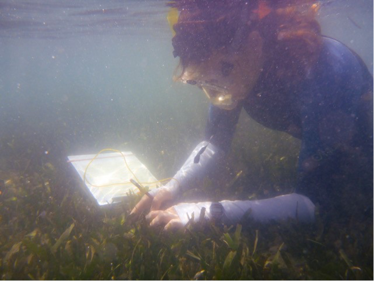 Esther Thomsen in einer der letzten Seegraswiesen