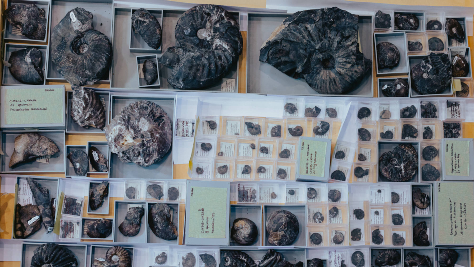 Objekte, die Forschende der Universität Bremen bei Grabungen in Nevada gefunden haben