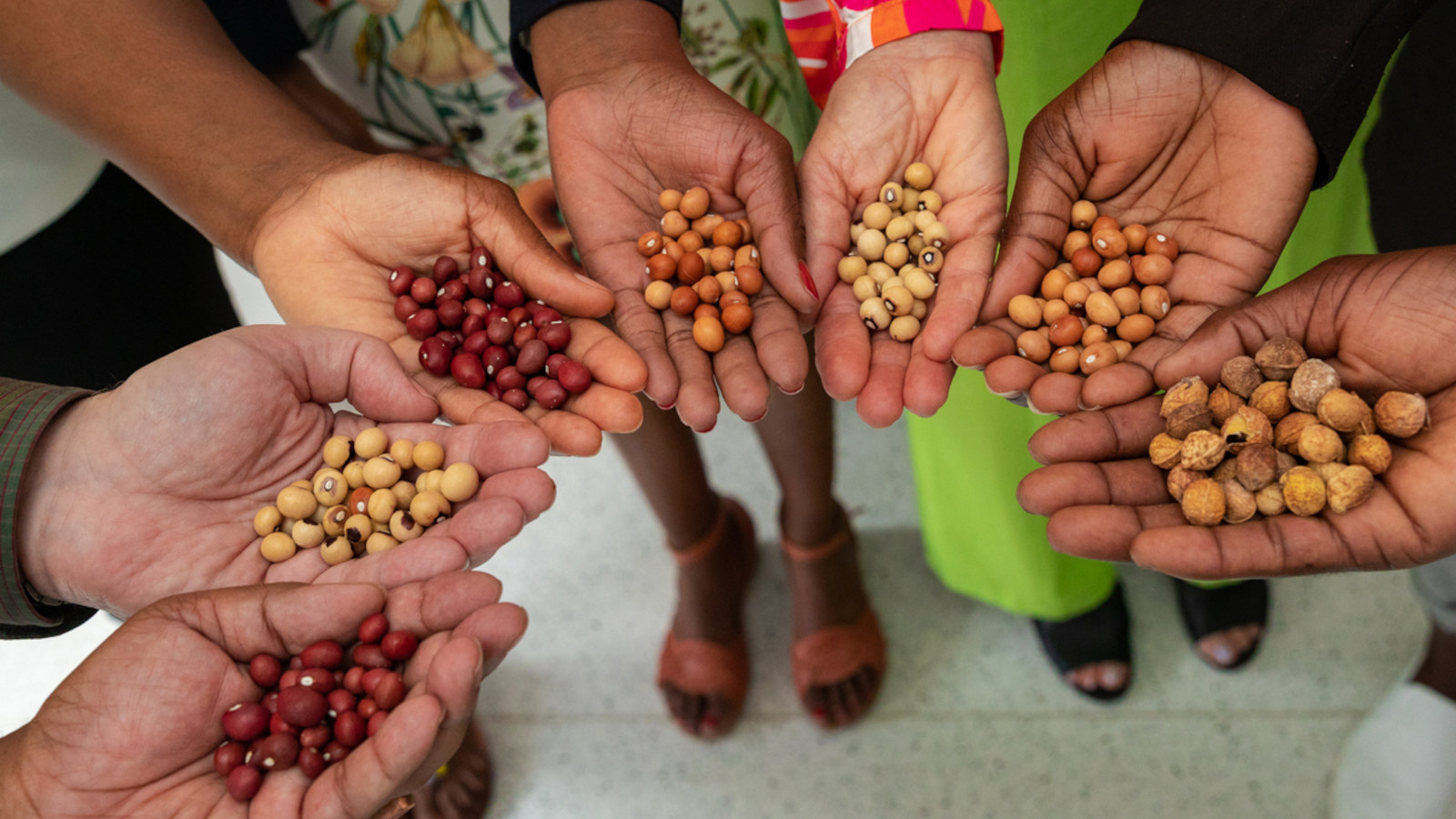 Hands holding Bambara-groundnuts