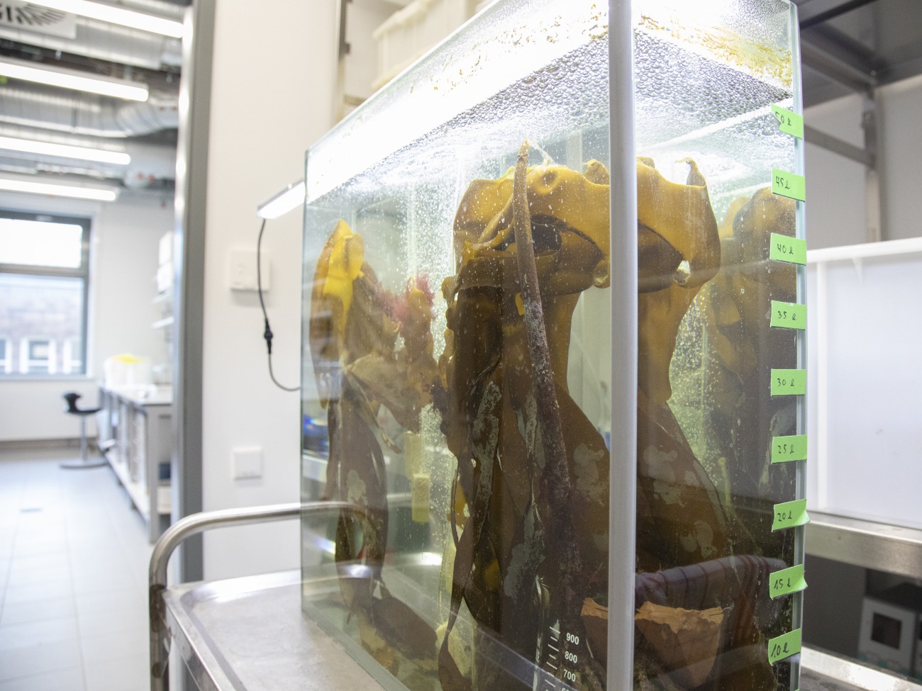 Algae are moving in the water of an aquarium.