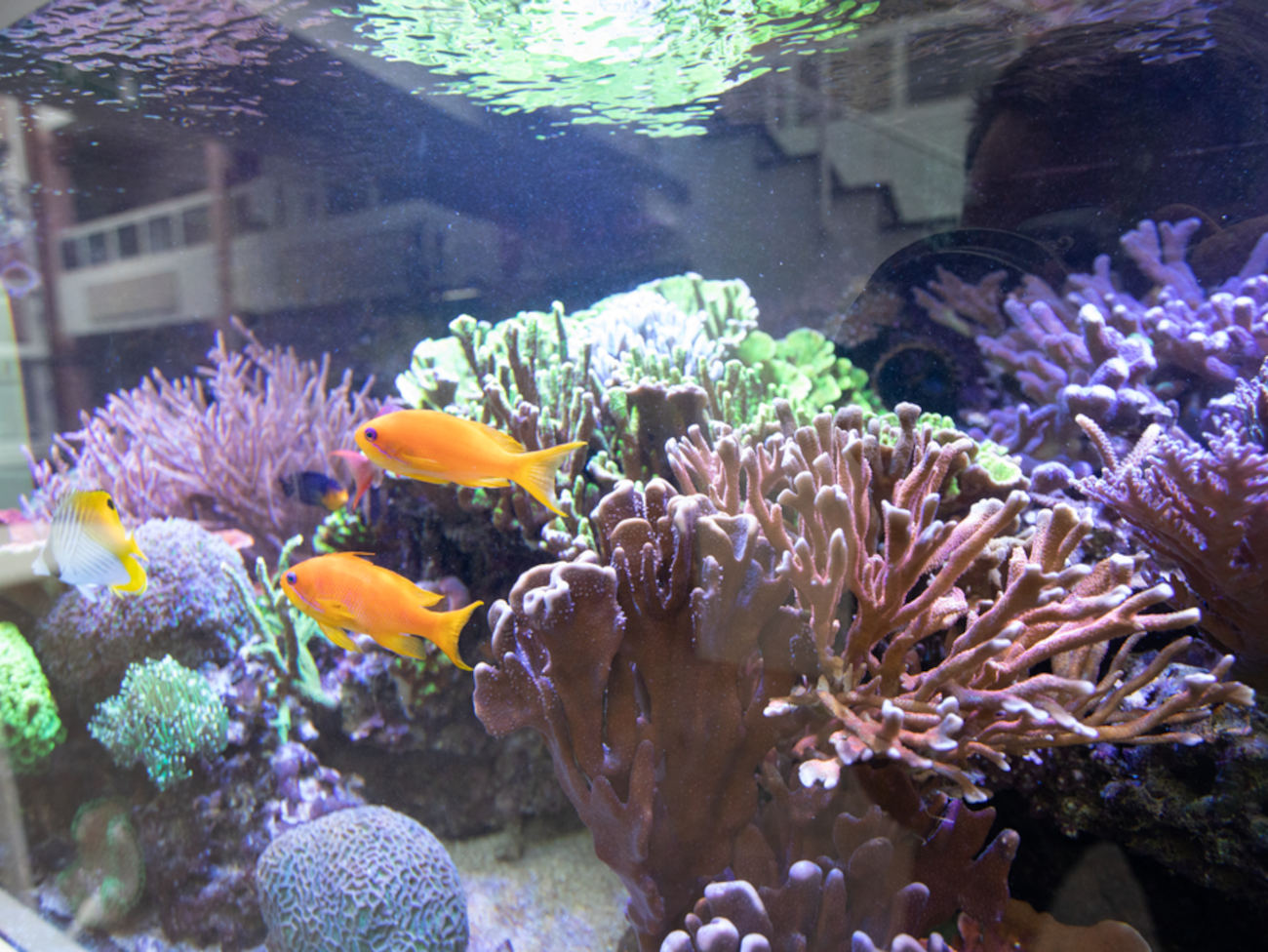 Forschungsbecken mit Fischen und Korallen