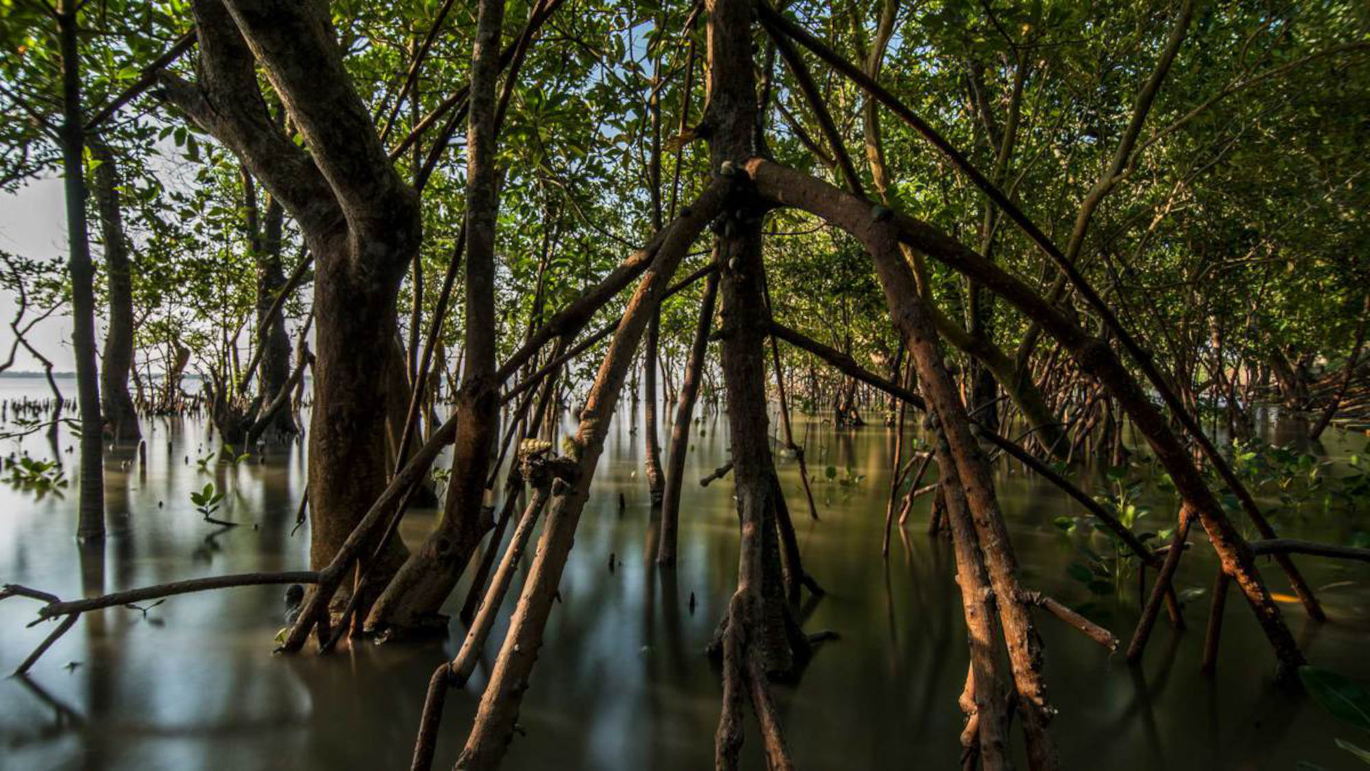 Section of a mangrove forest