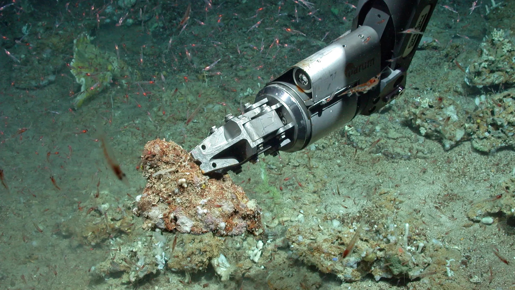 Ein Roboterarm hält eine Koralle auf dem Meeresgrund. Um ihn herum sind kleine rote Fische zu sehen.