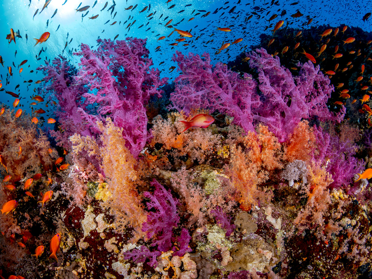 A shoal of small fish floats through a colorful coral reef in the ocean.