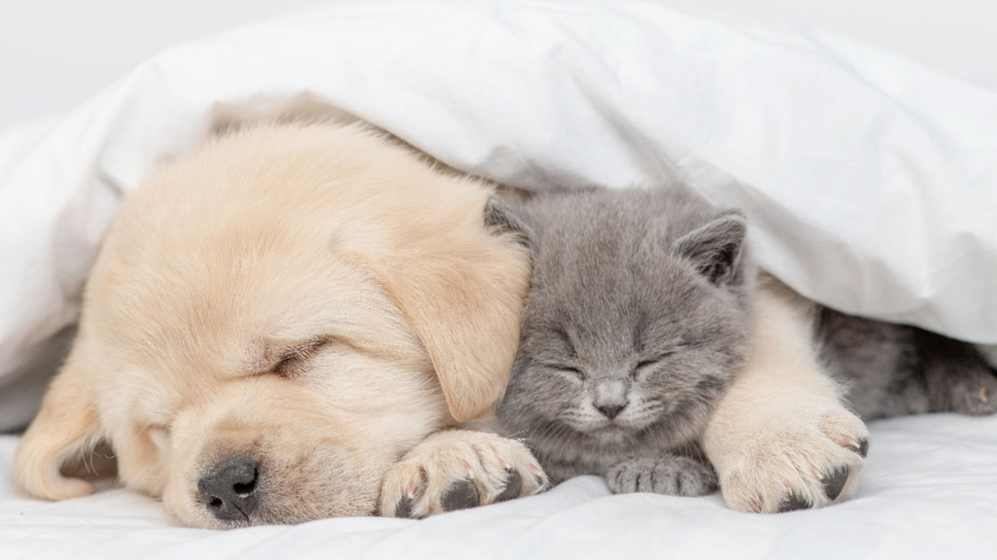 A Golden Retriever puppy and a baby cat snuggle up under a blanket