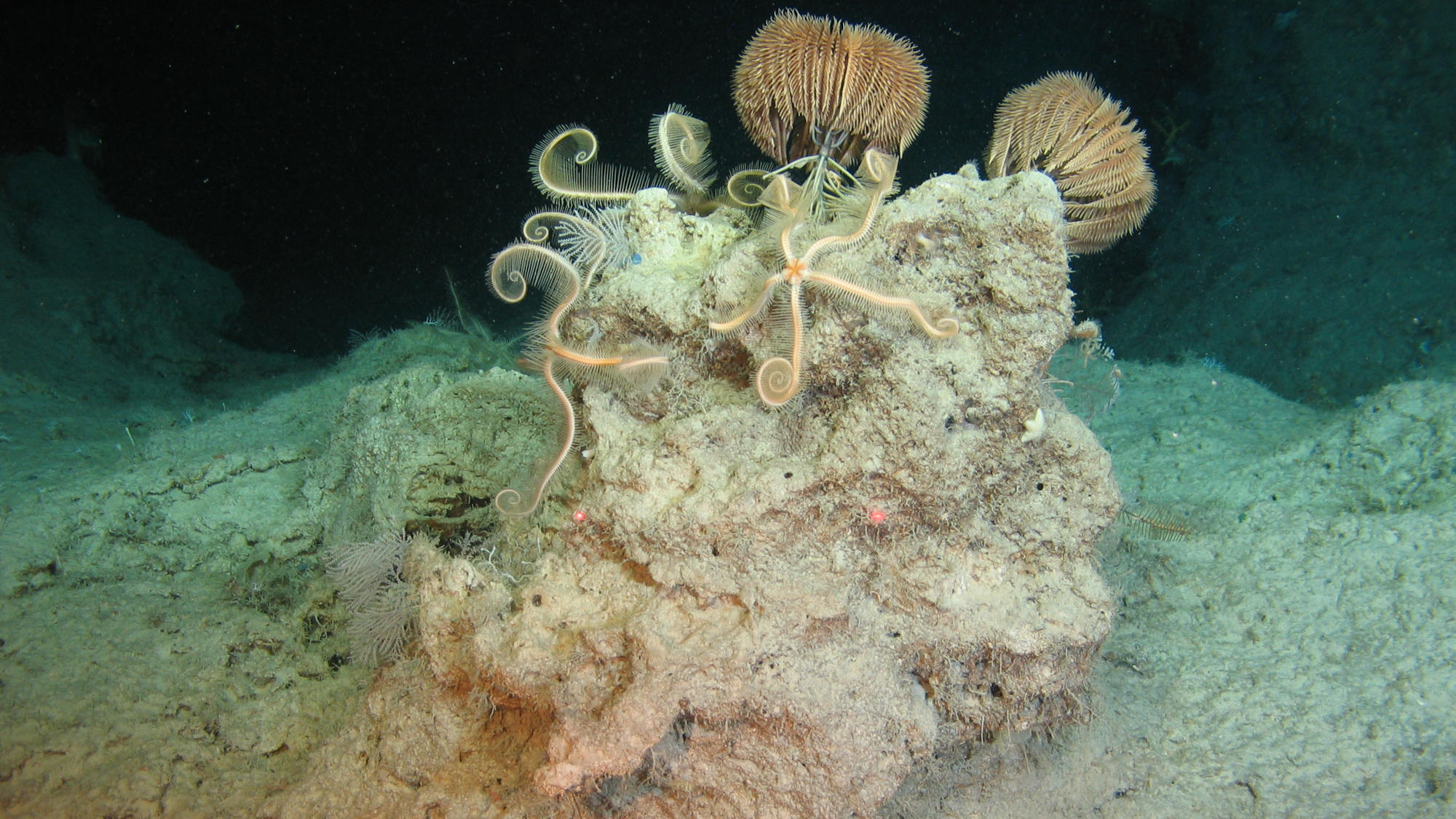boulders overgrown with brittle stars and Sea lilies