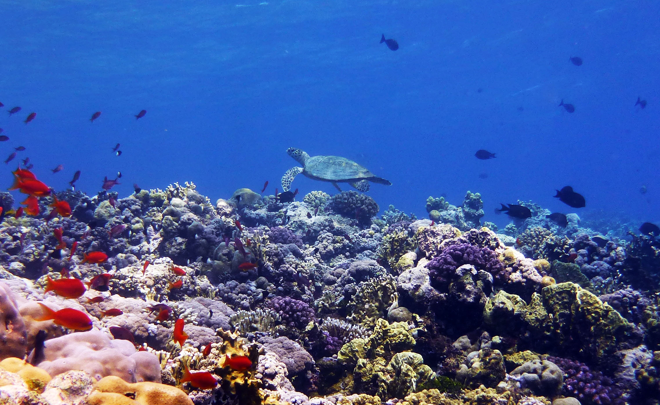 Unterwasseraufnahme eines farbenfrohen Korallenriffs mit zahlreichen bunten Fischen. In der Bildmitte schwimmt eine Meeresschildkröte knapp über den Korallen. Das Wasser ist klar und strahlt in verschiedenen Blautönen.