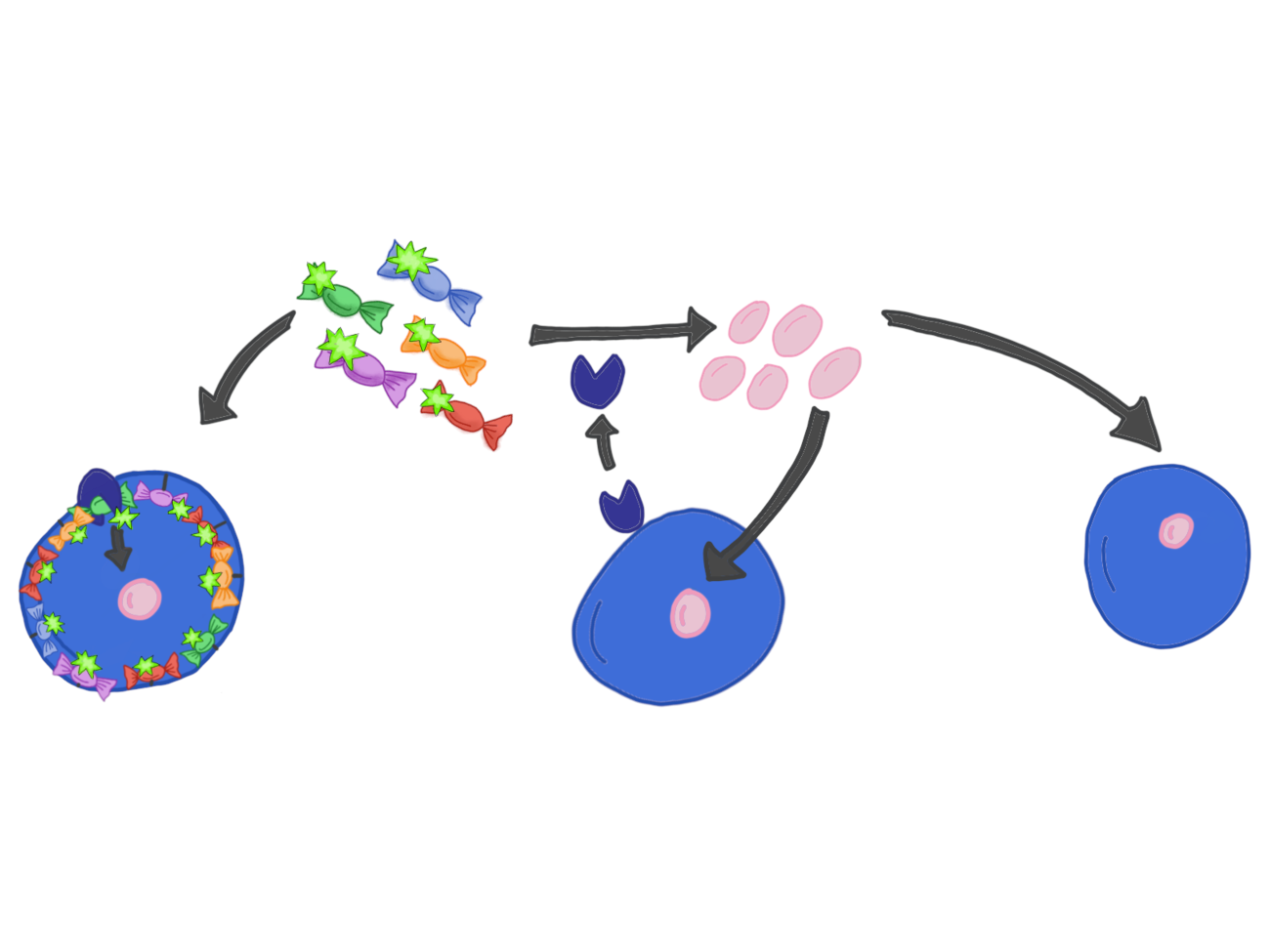 A picture illustrates how ocean bacteria absorb sugar.